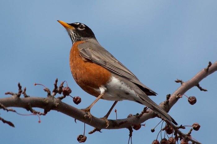 American Robin perched on a branch with berries
