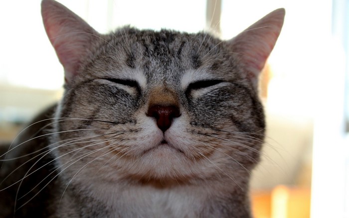 Close-up of a tabby cat with eyes closed