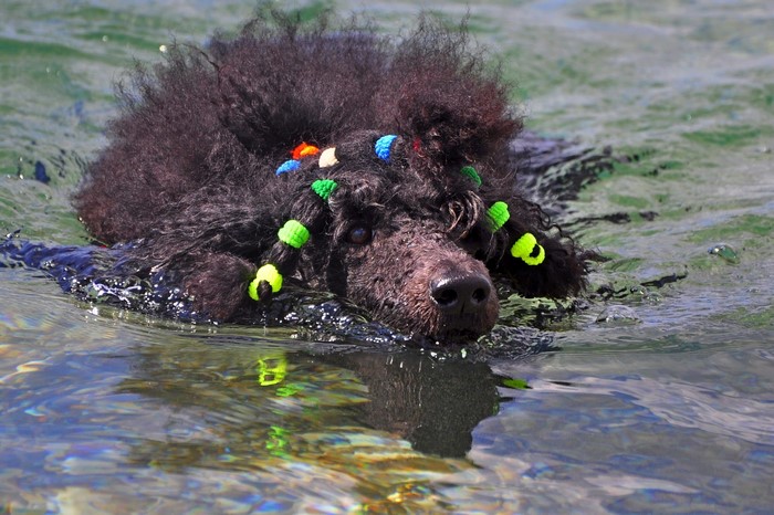 Black poodle swimming with colorful hair accessories