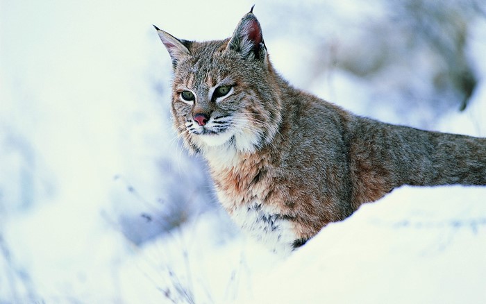 Bobcat in the snow