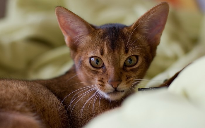Abyssinian cat lying on a soft surface