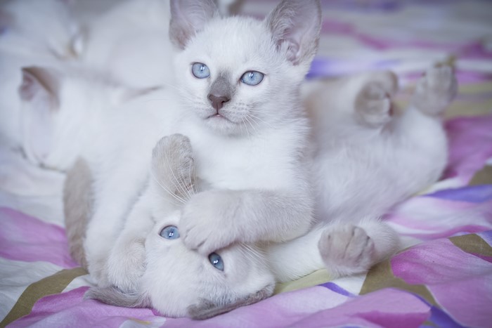 Two Siamese kittens playing on a floral blanket