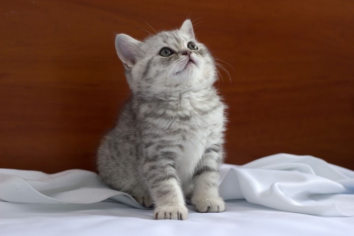 A silver tabby kitten looking up