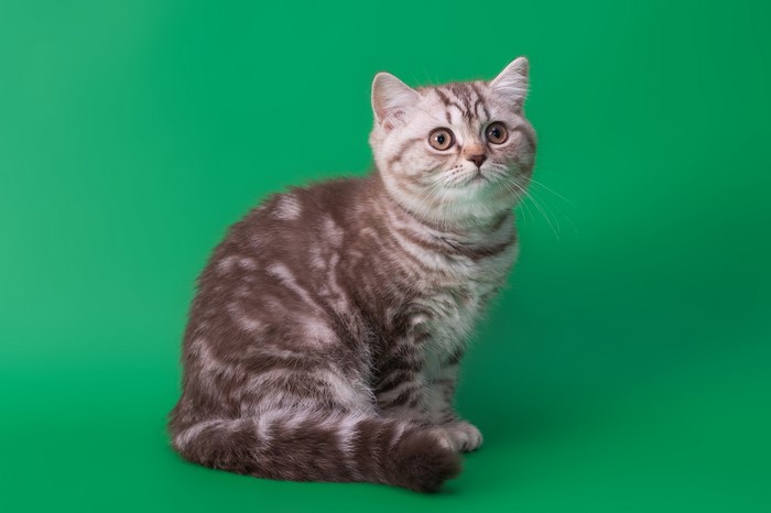 A tabby kitten sitting on a green background