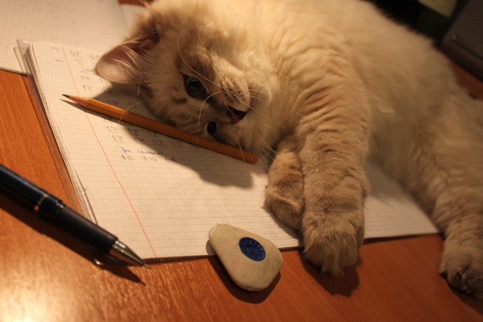 Fluffy cat lying on a notebook with a pencil and eraser