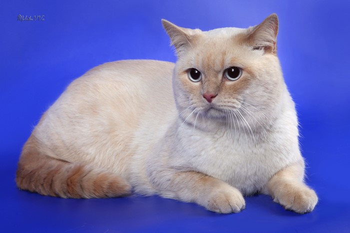 Cream colored cat on blue background