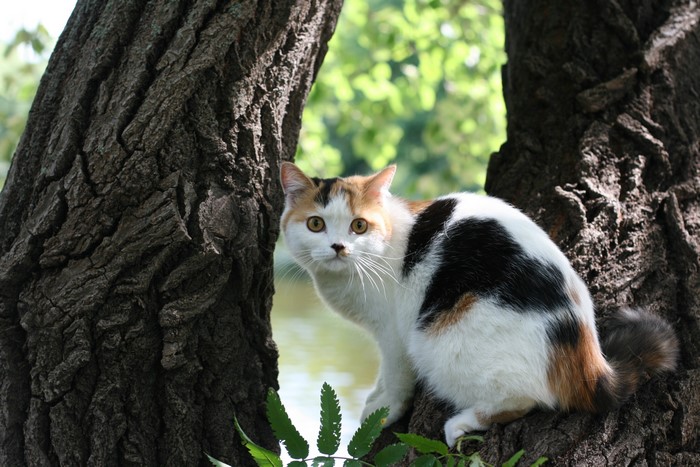 Calico cat sitting on a tree branch
