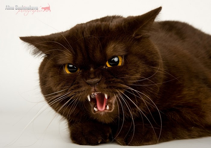 Brown cat hissing with mouth open