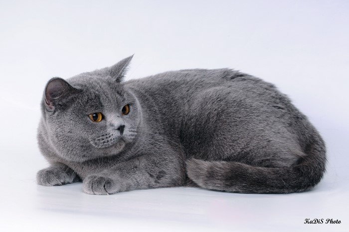 4K British Shorthair Cat