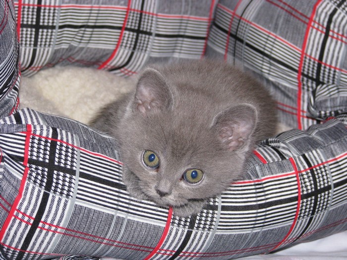 A grey kitten in a plaid bed