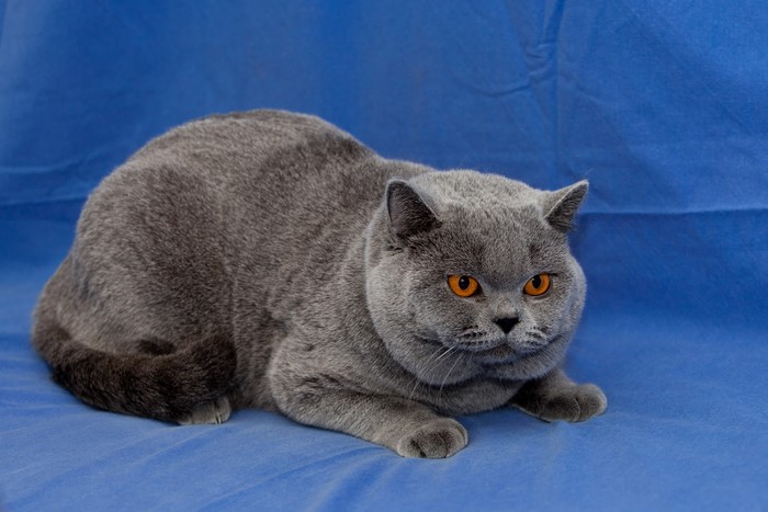 British Shorthair Cat with Orange Eyes