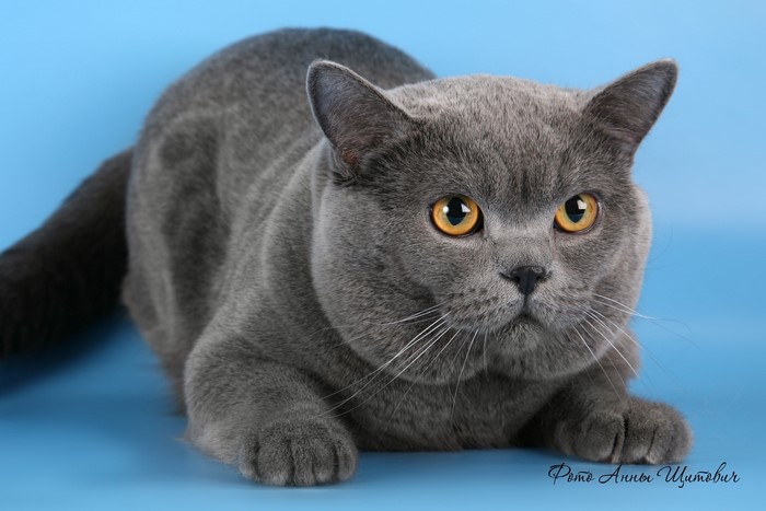 British Shorthair cat with yellow eyes