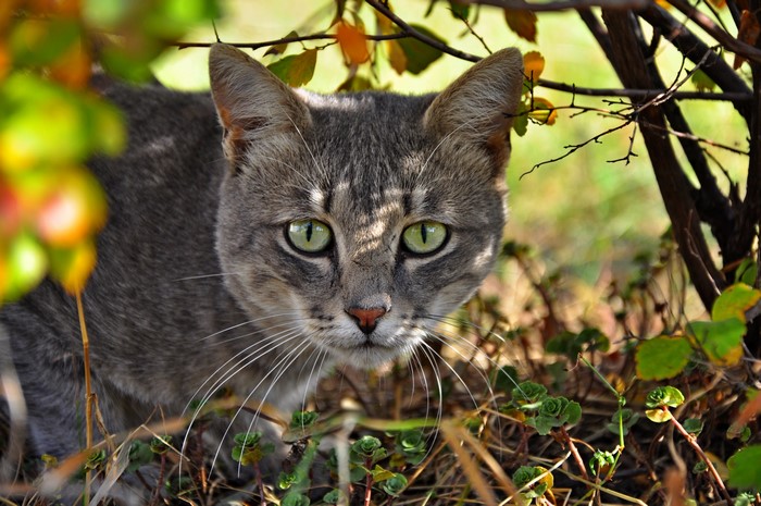Gray tabby cat with green eyes peeking from behind branches