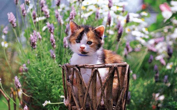 Calico kitten sitting in a basket with lavender flowers