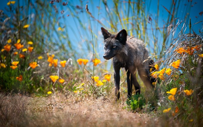 A silver fox stands among orange poppies and tall grasses