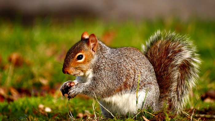 A squirrel eating a nut in a grassy field