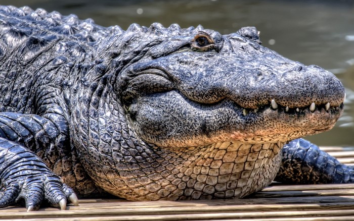 Close-up of an American Alligator on a wooden dock