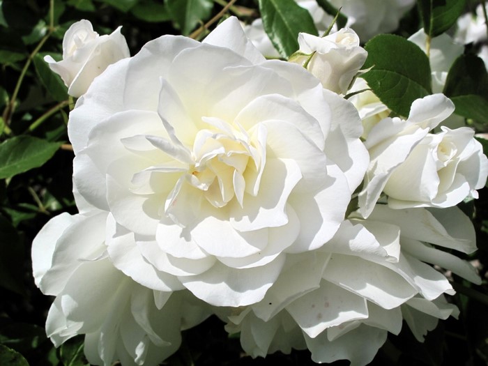 White Roses
