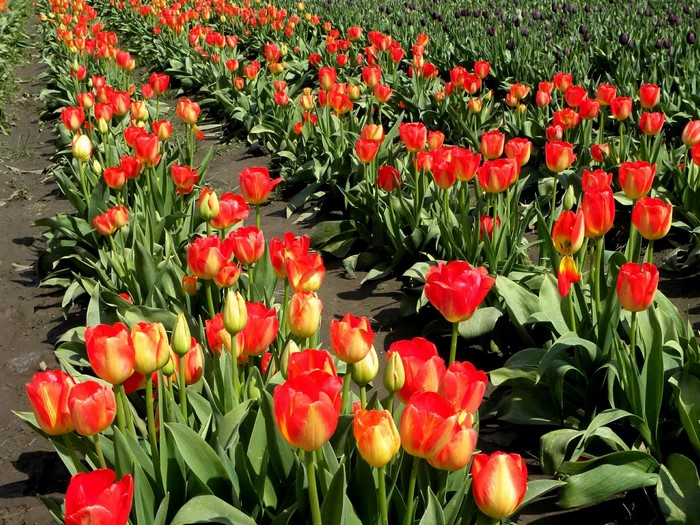 Rows of red and yellow tulips in a field