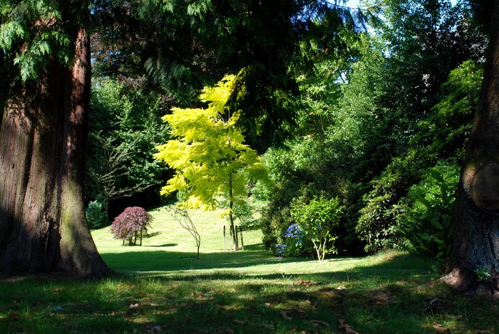 Park with trees and grass