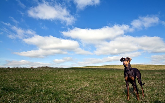 Brown and black Doberman Pinscher standing in a grassy field under a blue sky with clouds