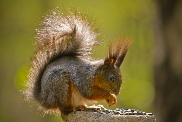 Squirrel eating seeds on a stone