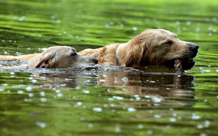 Two Golden Retrievers swimming in a lake