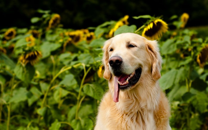 Golden Retriever dog in a sunflower field
