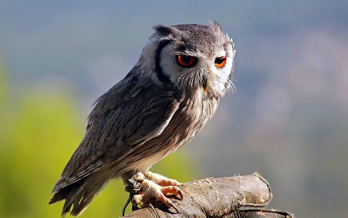 Southern White-Faced Owl perched on a branch
