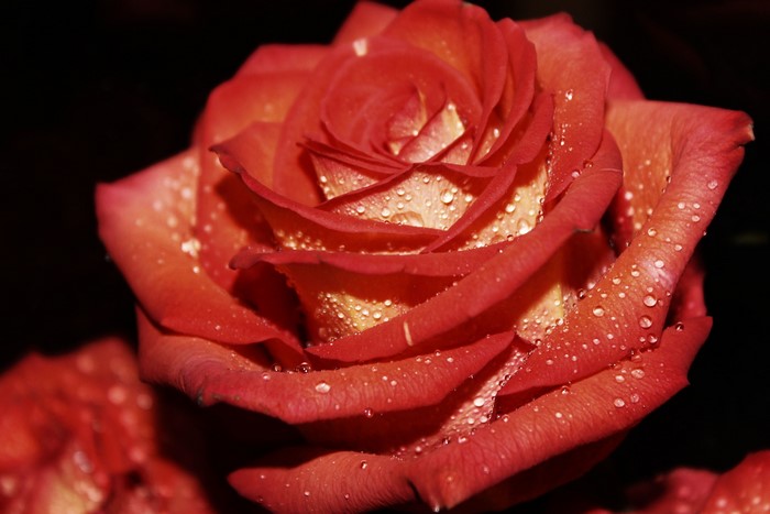 4K Rose with Water Droplets