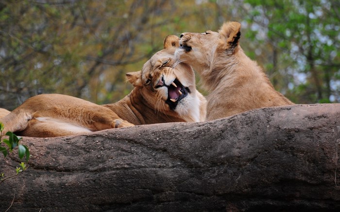 Two lions interacting on a rock