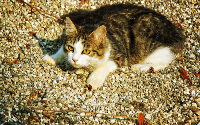 Tabby and white cat lying on gravel