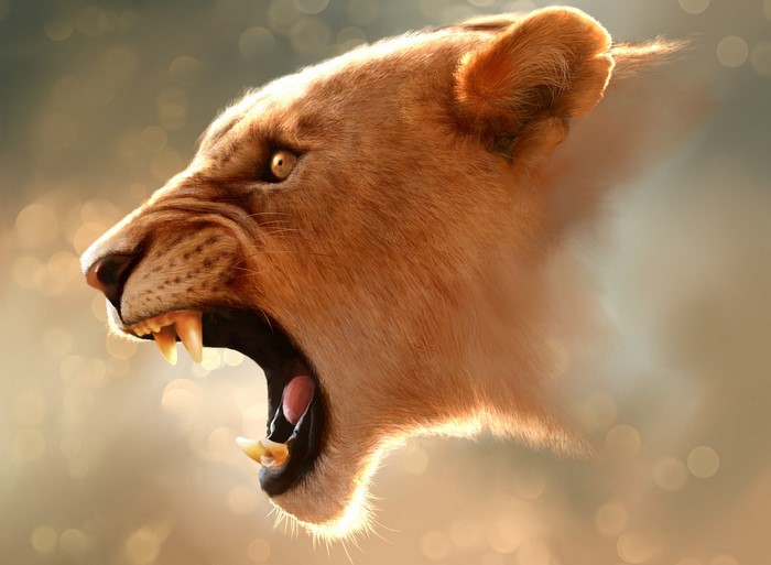 Lioness roaring with sharp teeth