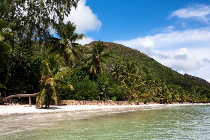 Tropical beach with palm trees and a green mountain