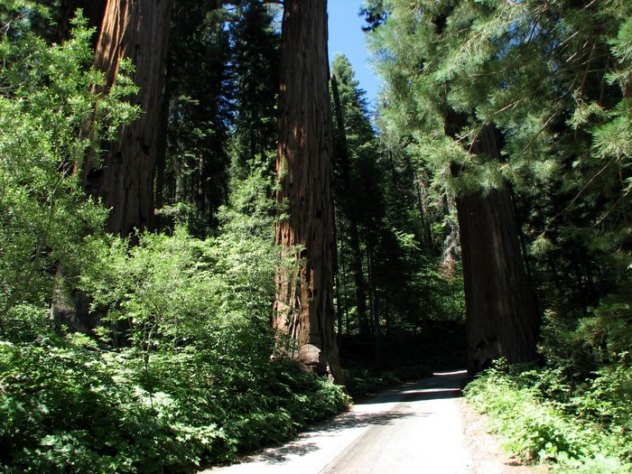 Sequoia & Kings Canyon National Parks