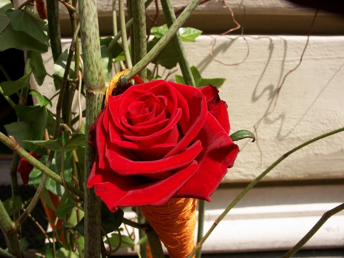Red rose with green stems and ivy