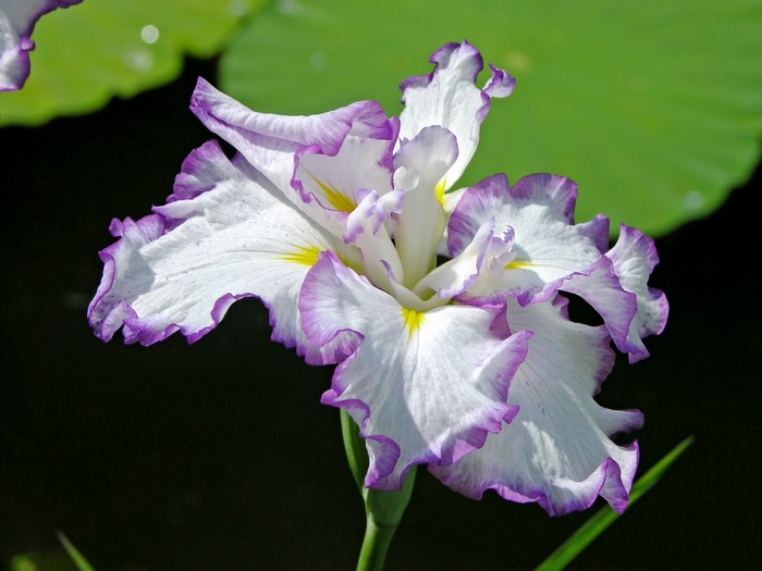 White and purple iris flower