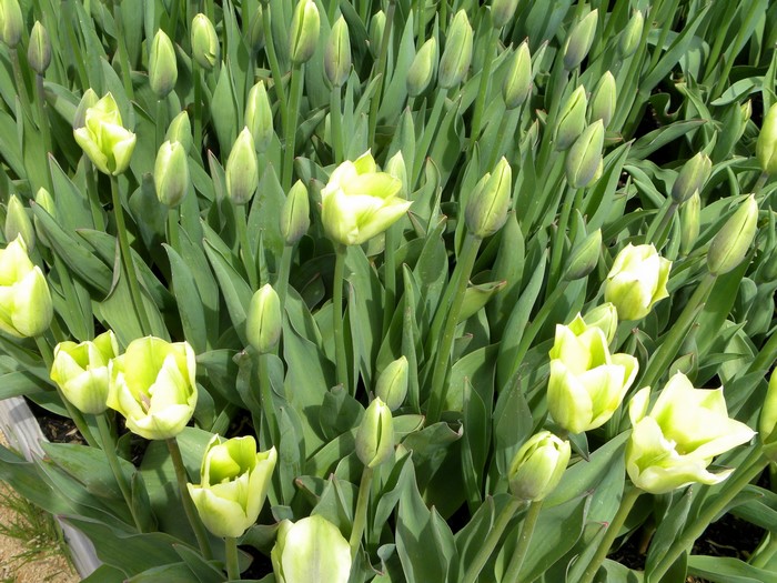 Field of light green tulips
