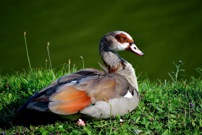 Egyptian Goose resting on grass near water