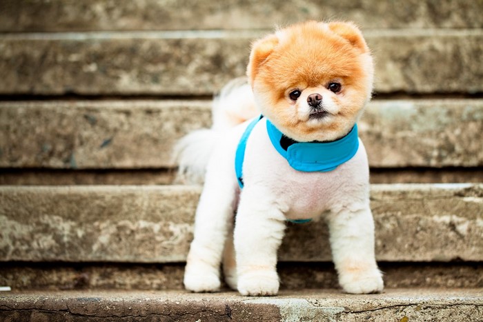 Pomeranian dog wearing a blue harness on stairs