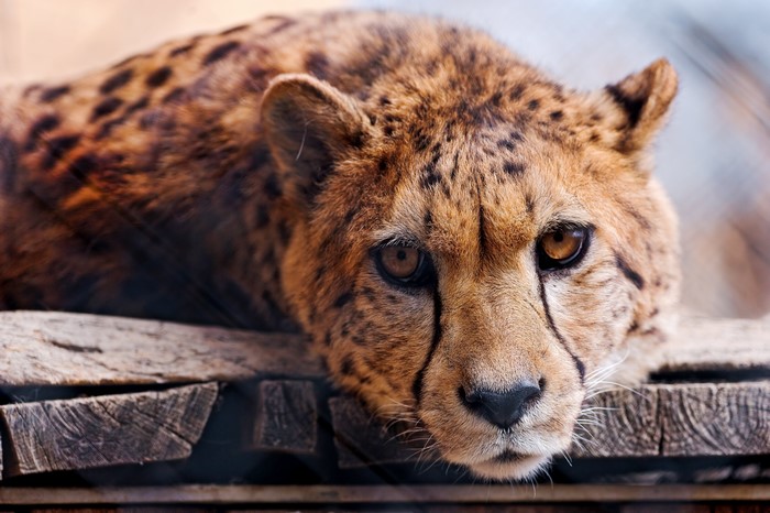 Cheetah lying on wooden planks
