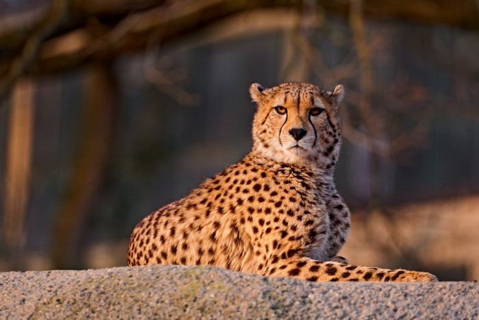 Cheetah resting on a rock