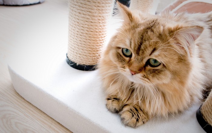 Fluffy cat with green eyes on a scratching post