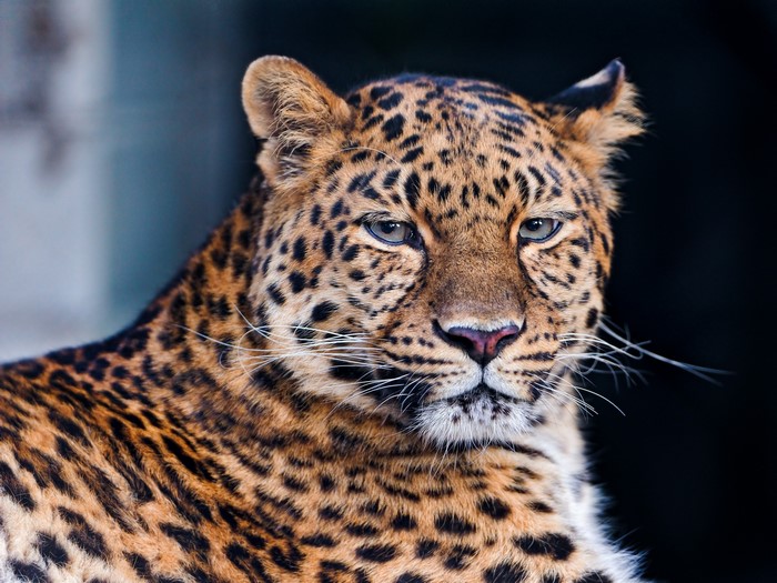 Close-up of a leopard's face