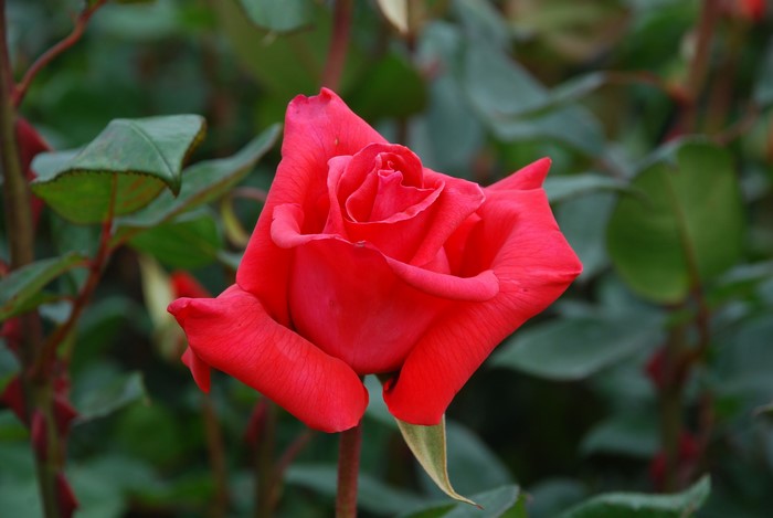 Red Rose in Bloom
