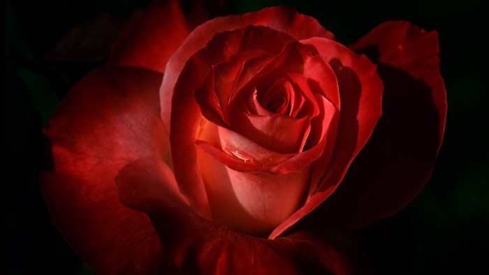 Close-up of a red rose with water droplets
