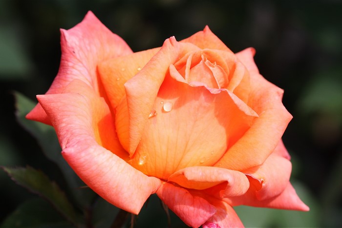 Close-up of an orange rose with water droplets