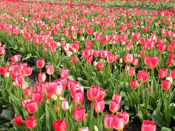 Field of Pink and White Tulips
