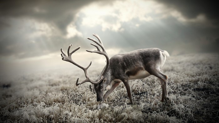 Reindeer grazing in a frosty field under cloudy sky
