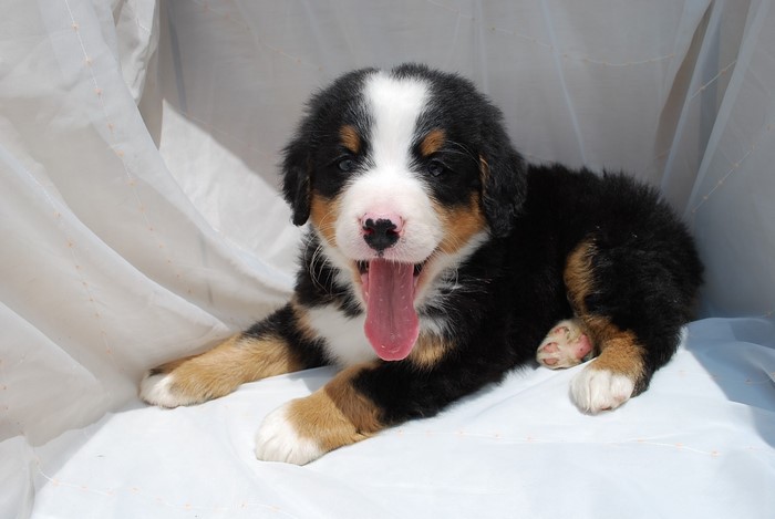 Bernese Mountain Dog puppy yawning
